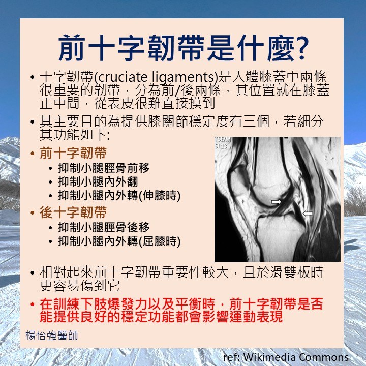 前十字韌帶是什麼